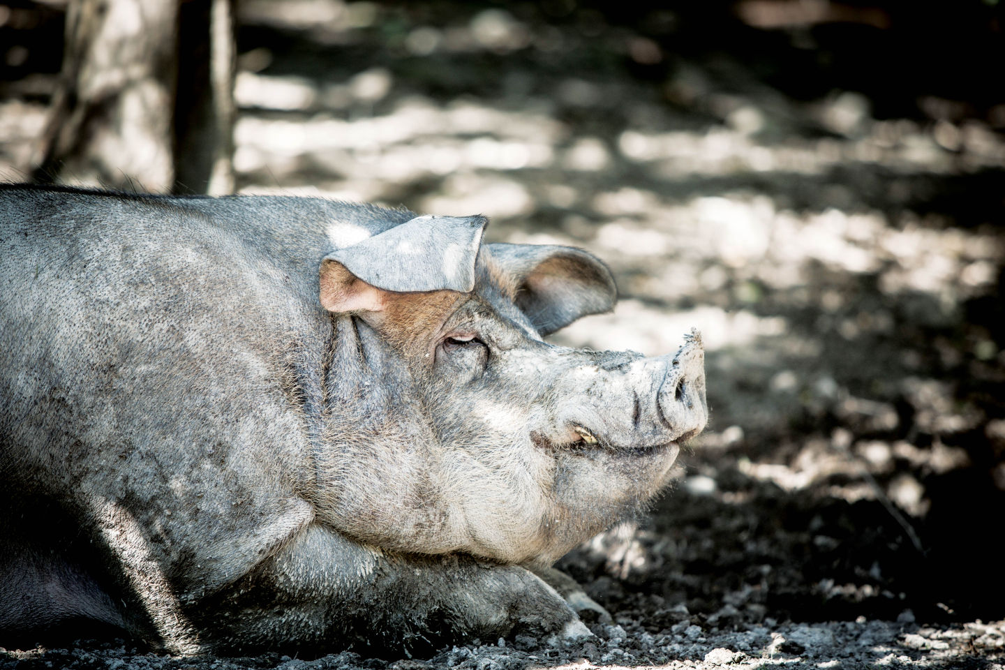 Circle B Ranch Pigs